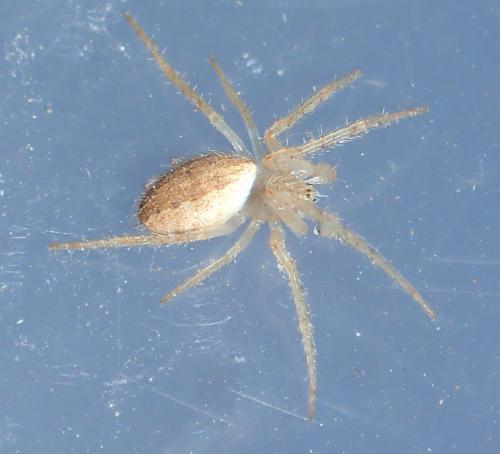 Réf. 236 066 : Larinia lineata